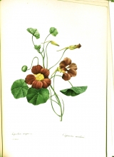 Redouté fruits and flowers 15/24
